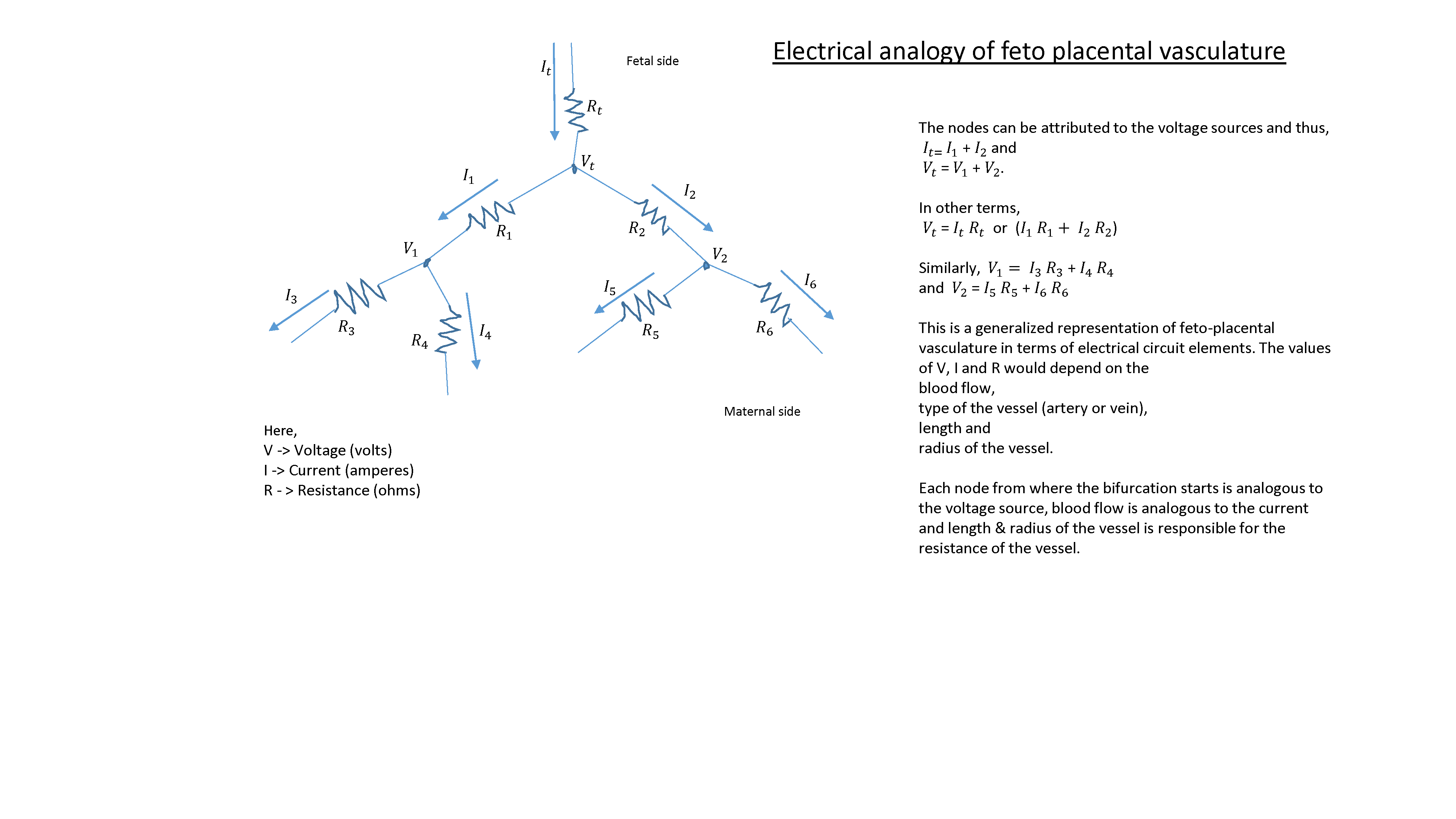 Generalized representation of feto-placental vasculature